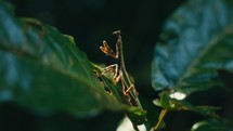 Tropical insects in the rainforest jungle of Costa Rica