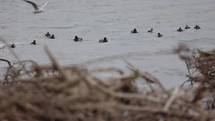 Mallard Ducks Swimming On River With Flying Seagulls At Daytime. Medium Shot