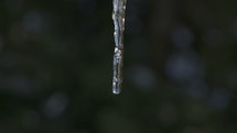 dripping icicle 