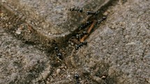 Ants on gravel, macro 
