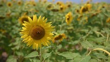 Bee on a sunflower in a field