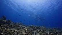 Shoal of Tropical fishes - Shots in the Southern Maldives