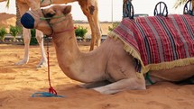 African Camel Ready For Sightseeing Trip
