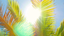 sunlight through palm trees 