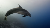 Dolphins in the Blue in the Atoll of Rangiroa in the French Polynesia