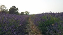Extensive lavender fields for essential oil extraction
