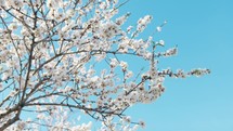 Branches Of An Almond Tree In White Blossom