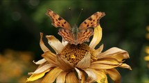 Orange Comma Butterfly resting on Drought Sunflower in sunlight