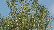 Olive in Calabria Mediterranean land with sky background