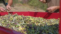 Hands of Farmers touches olive for oil juice production in the countryside