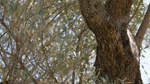 Secular olive tree in Calabria countryside for oil production