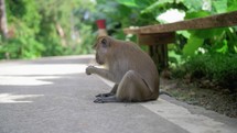 monkey sits on the street in thailand