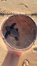 Little turtle in the coconut shell. Turtle liberation on the beach. Todos Santos, Baja California Sur, Mexico.