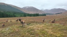Wild bucks in the Scottish Highlands.