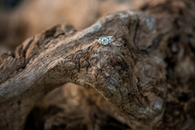 engagement ring on driftwood 