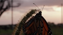 Monarch butterfly in summer nature on grass in sunset sunlight on flower in cinematic slow motion.