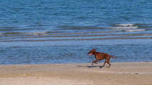 dog running on a beach 