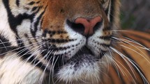 Close up encounters Bengal tiger Chaing Mai Thailand 