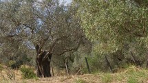 Calabria countryside with secular olive tree