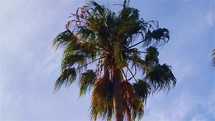 wind blowing palm tree 