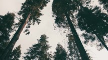 Looking up at tall trees