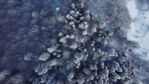 Winter forest aerial
