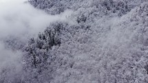 Foggy mountain forest in winter
