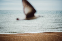 out of focus seagull 