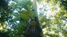 Tropical trees and plant life in the rainforest jungles of Costa Rica