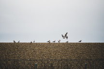 landing seagulls 