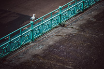 seagull on a turquoise railing 