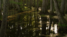 Cypress Swamp Bayou in Mississippi
