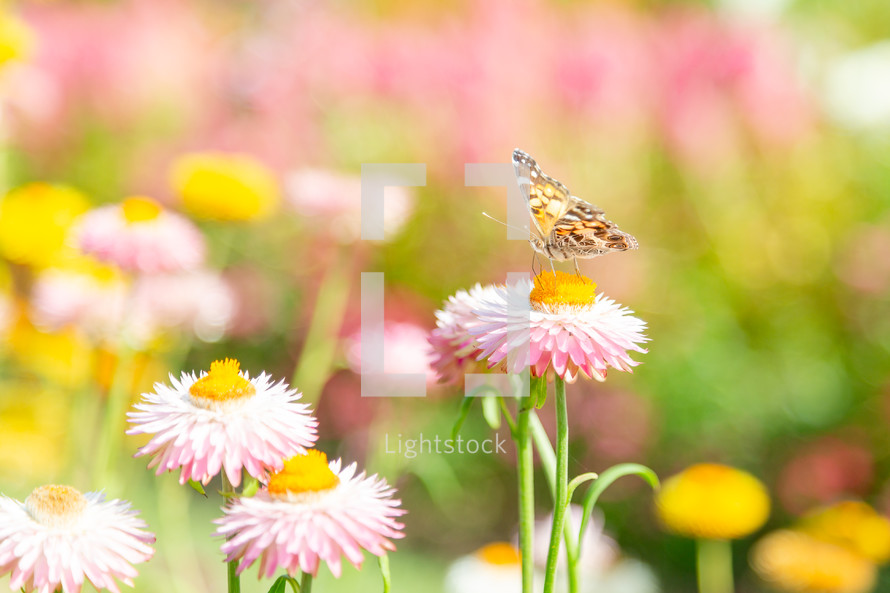 Butterfly on pink flower in meadow