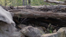 Close up dolly shot of rocks, fallen trees, and other plant life.