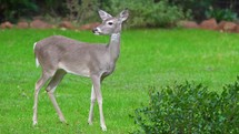 Whitetail Deer Staring