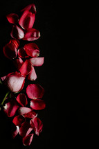 Red rose petals on a black background.