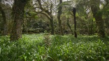 Wide shot of a jungle in Terceira, Azores