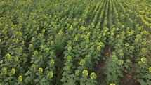 Drone flying low over a sunflower field with blooms facing away