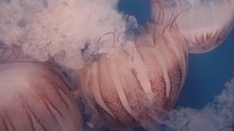 Underwater view of pink stinger jellyfish.