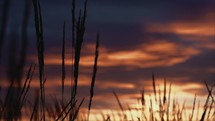 reeds blowing in the breeze at sunset 