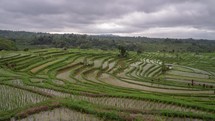 Bali, Indonesia : Time Lapse of Jatiluwih Rice Terraces Paddy Fields Subak System Dramatic Massive Scenic Green Landscape UNESCO World Heritage Site at Hill Side in Tabanan Village