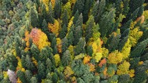 Colorful autumn forest aerial