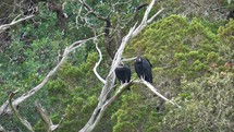Vultures Sitting on Dead Tree
