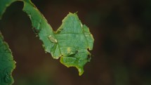 Large ants crawling around and eating a tropical plant 