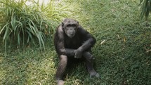 Lone Chimpanzee Sit On Green Meadow. High Angle	