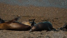 Sea Lions And Seals On Beach In Valdes Peninsula, Patagonia, Argentina - Close Up	