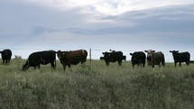 Cows, cattle grazing in green grass pasture on a farm with distant storm and rain clouds in slow motion.