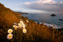 daisies on a sea cliff along a shore 