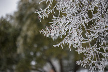 Ice formed on tree branches