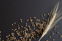 wheat and wheat grains on a black background 
